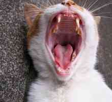 Сколько зубов у кошки, как их чистить