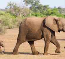 Slon - symbol toho, co? Hodnota zvířete v různých zemích a náboženství