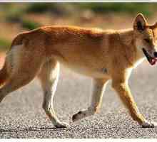 Australský honácký pes: správná péče