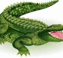 Výklad snu: co snil krokodýla