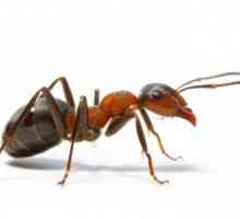 Výklad snu: snít o tom, co mravence?