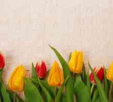 Výklad snu: tulipán. Proč sní o červeného tulipánu?
