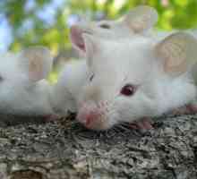 Výklad snu: sen viděl myš - k čemu?