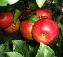 Odrůda jablek „Melba“ - dar na podzim