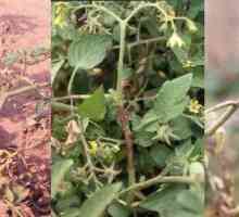 Сорта томатов, устойчивых к фитофторозу, принесут высокий урожай