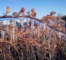 Советы садоводов: как укрывать виноград на зиму