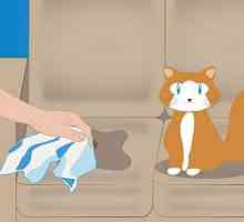 Tipy majitelé domácích zvířat: jak odstranit pach kočičí moči?