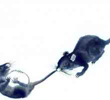 Kompatibilita samci potkanů ​​a samiček krys. perspektiva odborů