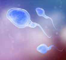Sperma pro Kruger: normu, dekódování