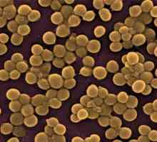 Staphylococcus aureus na kůži: příznaky a léčba