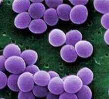 Staphylococcus aureus u dětí: jeho nebezpečí, jak se ho zbavit