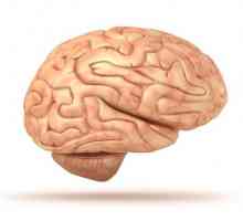 Struktura lidského mozku. Že na základě lebky?