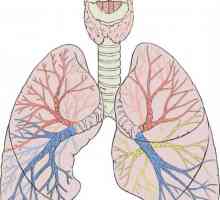 Struktura lidské plíce