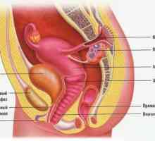 Struktura ženský reprodukční systém: anatomie, fyziologie