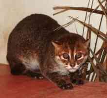 Суматранская кошка: описание вида