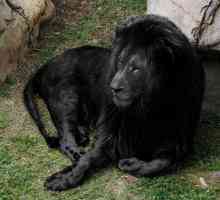 Существует ли в природе черный лев?