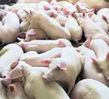 Свиноводство как бизнес. Выращивание свиней: технологии, отзывы