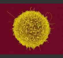 T-pomocné buňky, co se děje? Učit se co to znamená, pomocné T buňky, zvýšen nebo snížen