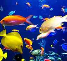 Tabulka kompatibility akvarijní ryby. Výpočet kompatibility ryb