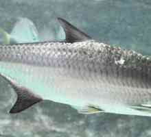 Тарпон - рыба для спортивной рыбалки. Описание видов, строение и ареал обитания.