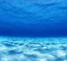Тихий океан: рельеф дна. Особенности рельефа дна тихого океана