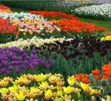 Tulipány - výsadba a péče na Sibiři zahradních květin
