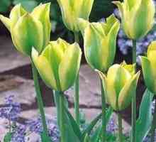 Tulipány: Výsadba na podzim. Tipy zkušený zahradník