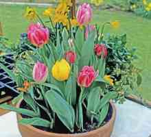 Tulipány: omezení v tuzemsku i ve skleníku