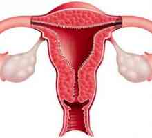 Endometriální tloušťka na dny cyklu: norem a odchylek