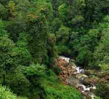 Тропический лес индии: особенности животного и растительного мира