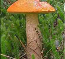 Трубчатые грибы: описание