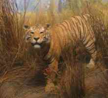Туранский тигр: среда обитания (фото)