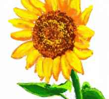 Creative Workshop: Jak nakreslit Sunflower