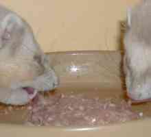 Amazing Animals - Ferret. Co krmit vašeho domácího mazlíčka?