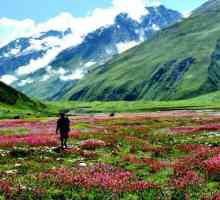 Удивляющая девственной природой Долина цветов. Национальный парк Индии, дарящий позитивные эмоции