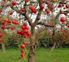 Péče o jabloní na podzim: důležité body