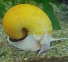 Snail ampulyarii - exotické zvířátko