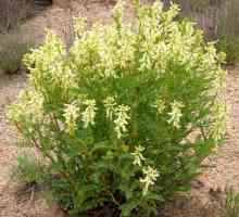Unikátní ve svém složení bylinného Astragalus: léčivé vlastnosti