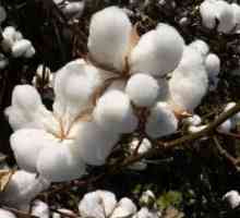 Jedinečné vlastnosti bavlny - přírodní materiál