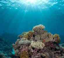 Увлекательный подводный мир океанов