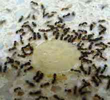 Přečtěte si, jak se zbavit domu červených mravenců