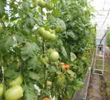 Jaká je péče o rajčata ve skleníku?