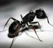 Bytový dům zamořen mravence. Jak se s nimi vypořádat?