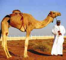 Camel: Dream Miller, výklad islámský sen. Proč sen velbloudů?