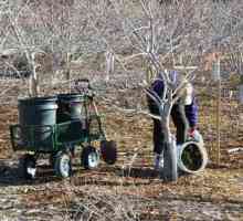 Jarní hnojení ovocných stromů a keřů. Časně na jaře krmení mladých ovocných stromů
