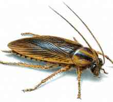 Svědky švába ve snu - co to je?
