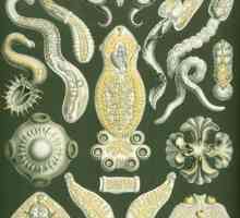 Виды червей: описание, строение, их роль в природе
