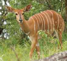 Винторогая антилопа: описание видов