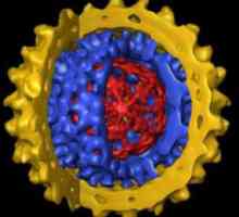 Virus hepatitidy B - co to je? Jak se k léčbě hepatitidy B?