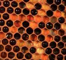 Chutné a užitečné lék - med a pyl
